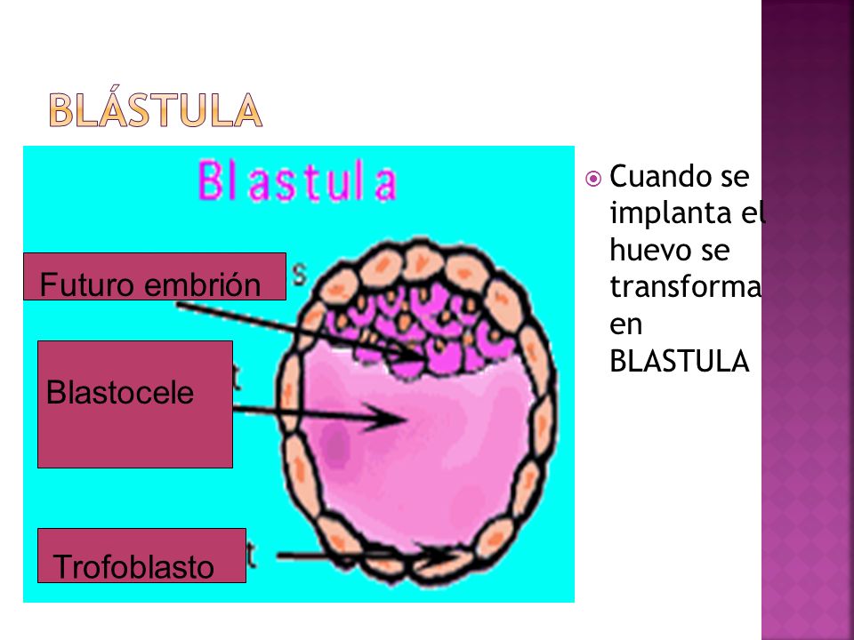 Blástula Futuro embrión Blastocele Trofoblasto