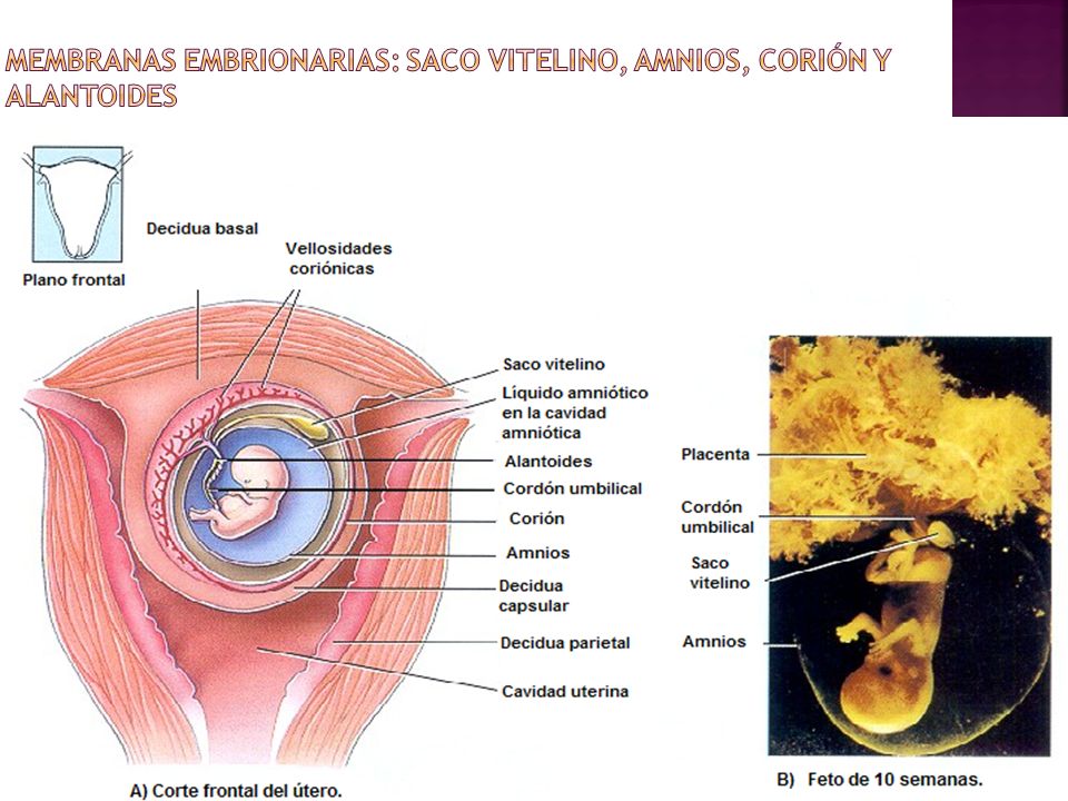 Membranas embrionarias: saco vitelino, amnios, corión y alantoides
