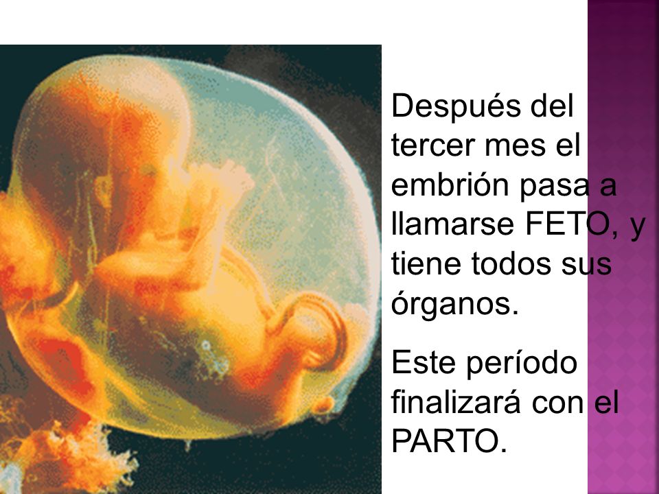 Después del tercer mes el embrión pasa a llamarse FETO, y tiene todos sus órganos.