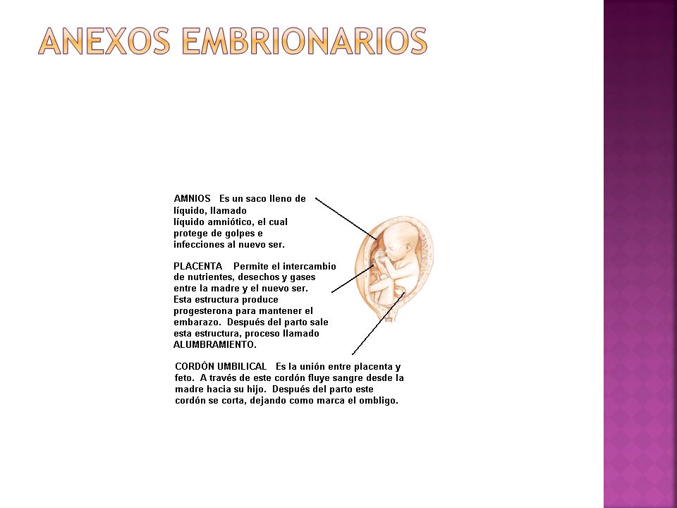 Anexos Embrionarios