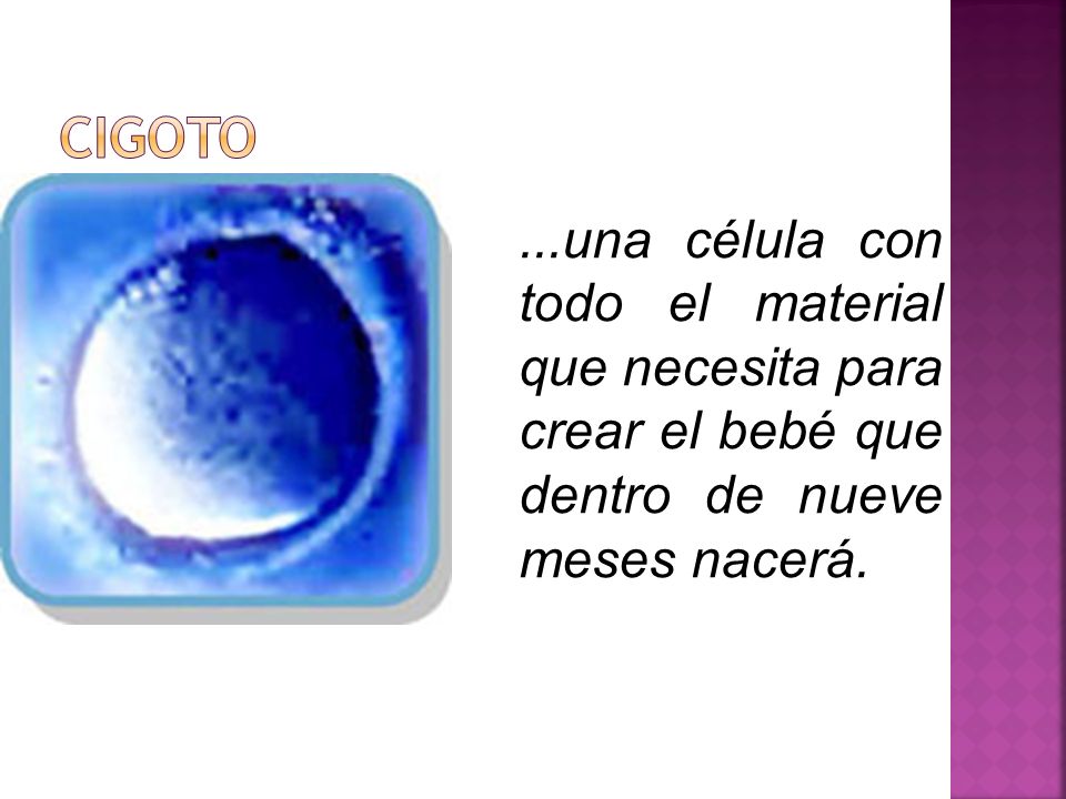 CIGOTO ...una célula con todo el material que necesita para crear el bebé que dentro de nueve meses nacerá.