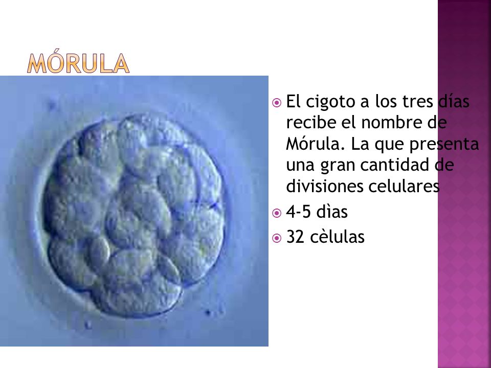 MÓRULA El cigoto a los tres días recibe el nombre de Mórula. La que presenta una gran cantidad de divisiones celulares.