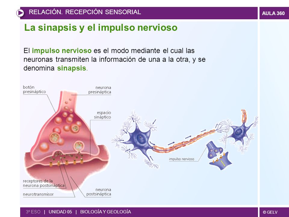 La sinapsis y el impulso nervioso