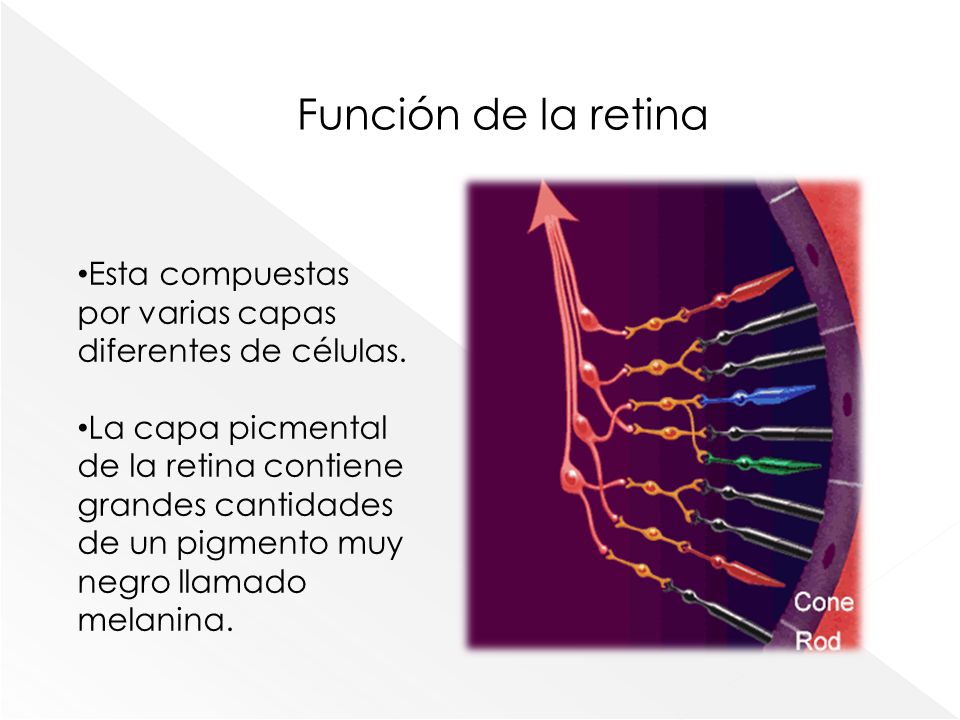 Función de la retina Esta compuestas por varias capas diferentes de células.