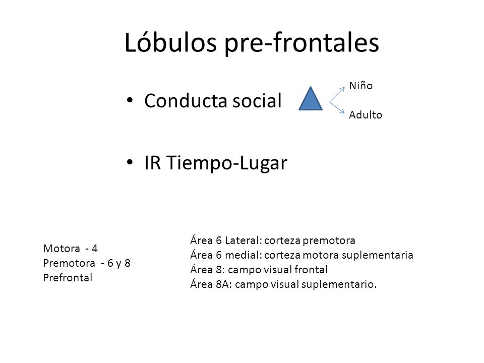 Lóbulos pre-frontales