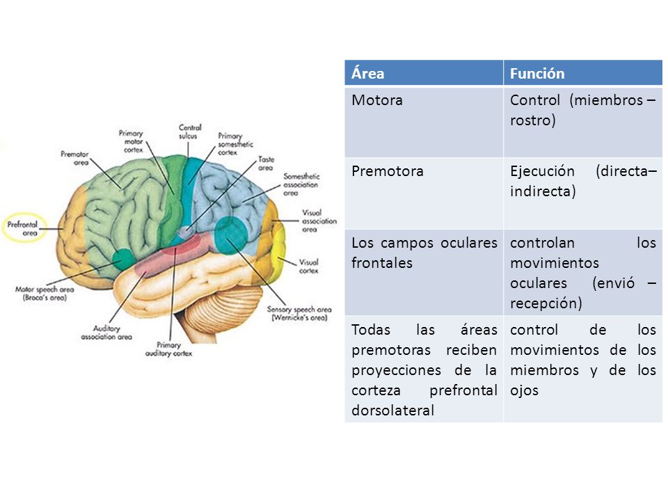 Área Función. Motora. Control (miembros – rostro) Premotora. Ejecución (directa– indirecta) Los campos oculares frontales.