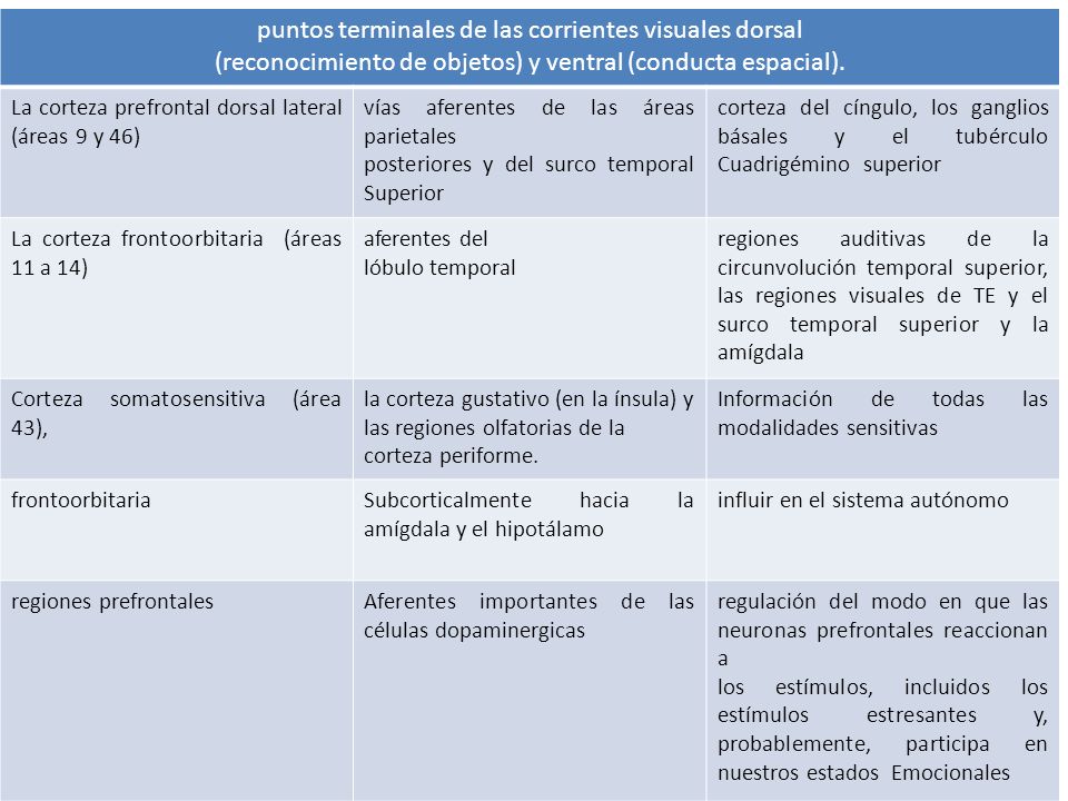 puntos terminales de las corrientes visuales dorsal