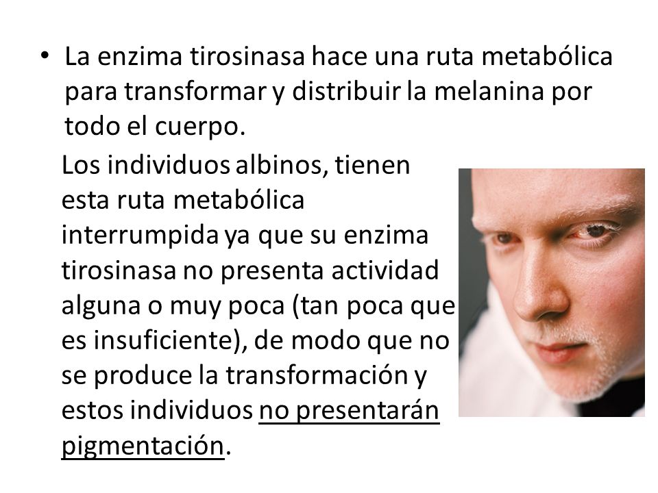 La enzima tirosinasa hace una ruta metabólica para transformar y distribuir la melanina por todo el cuerpo.