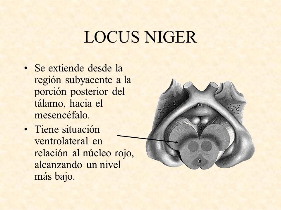 LOCUS NIGER Se extiende desde la región subyacente a la porción posterior del tálamo, hacia el mesencéfalo.