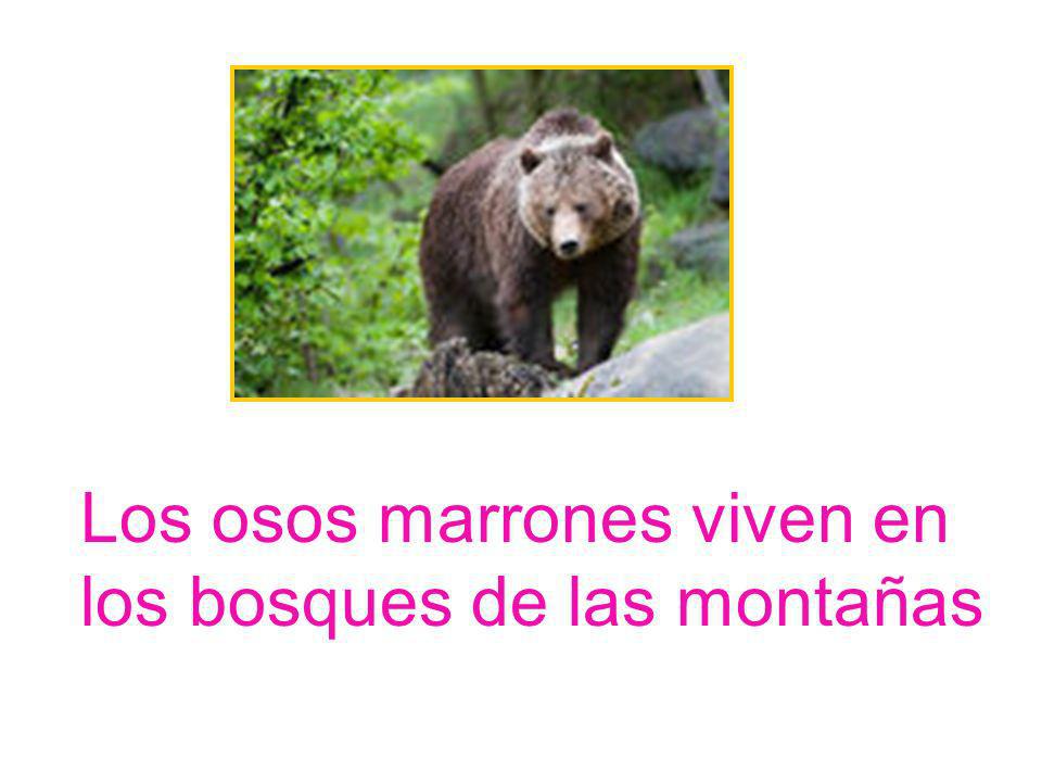 Los osos marrones viven en los bosques de las montañas