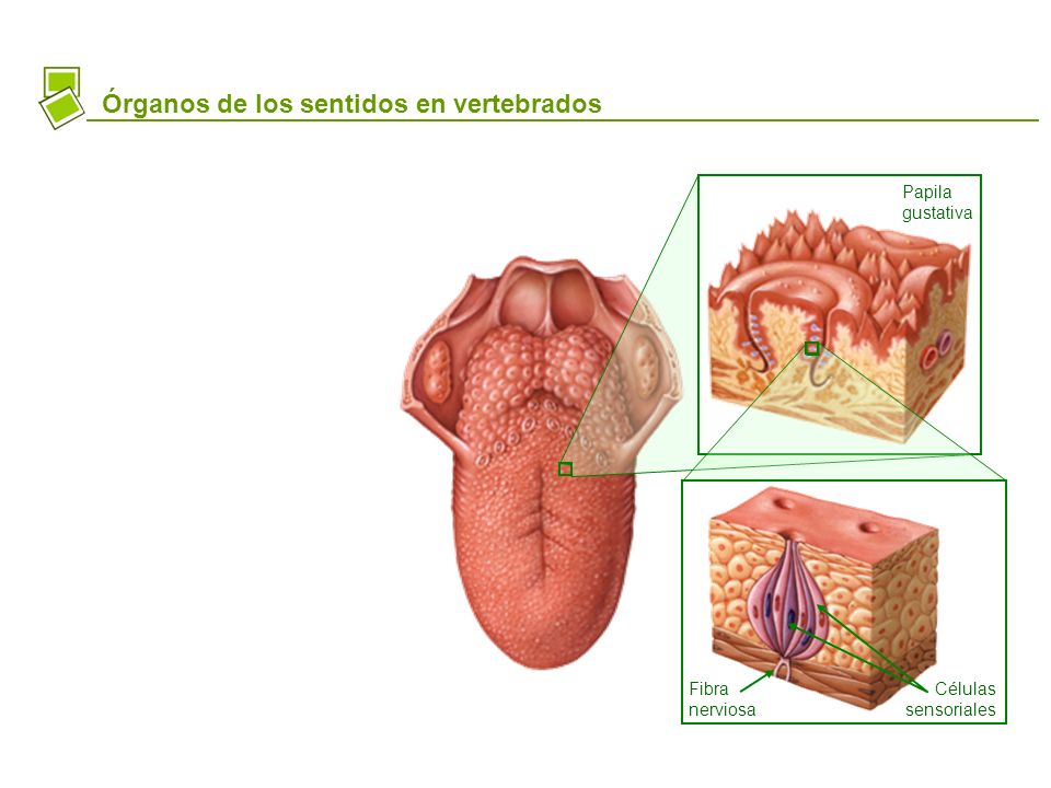 Órganos de los sentidos en vertebrados