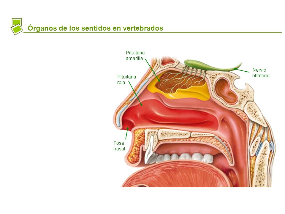 Órganos de los sentidos en vertebrados