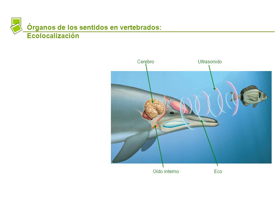 Órganos de los sentidos en vertebrados: Ecolocalización