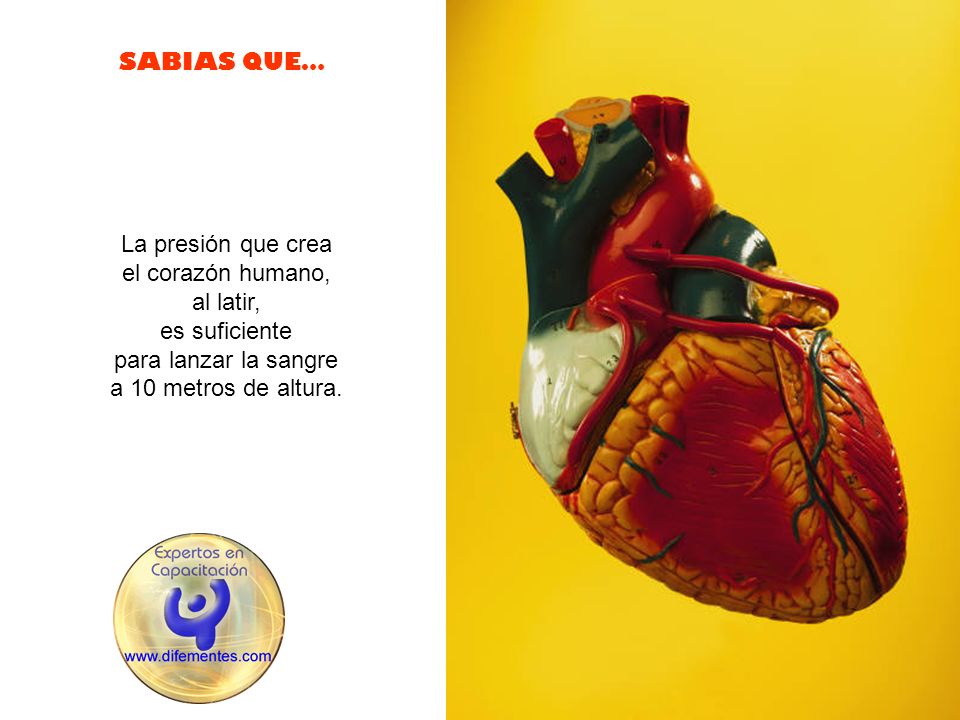 La presión que crea el corazón humano, al latir, es suficiente.