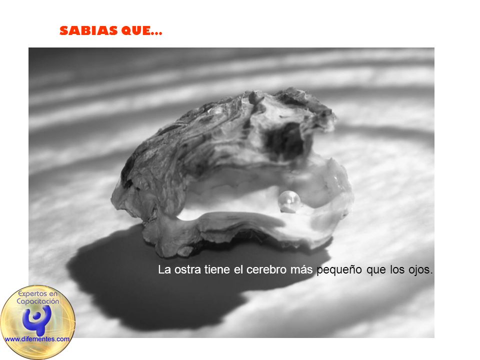 La ostra tiene el cerebro más pequeño que los ojos.