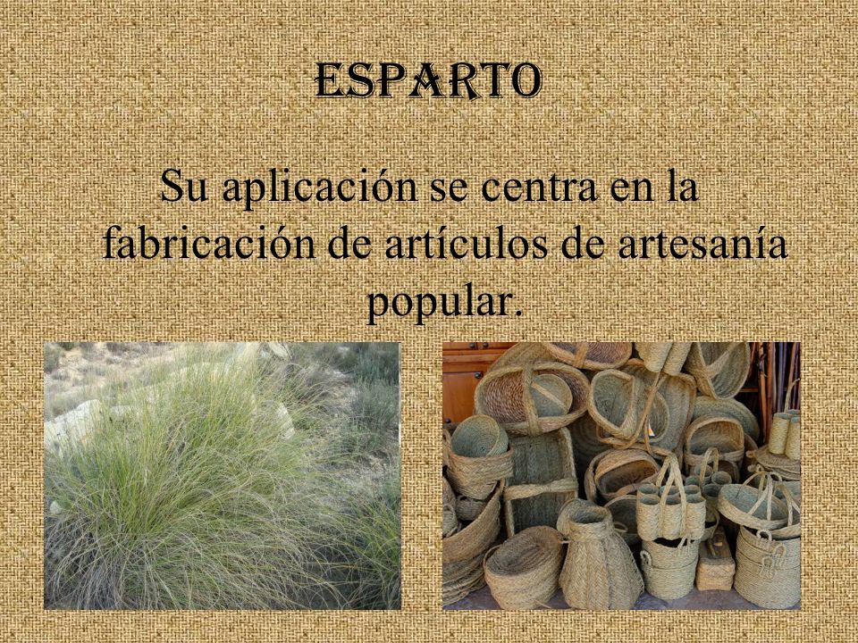 ESPARTO Su aplicación se centra en la fabricación de artículos de artesanía popular.