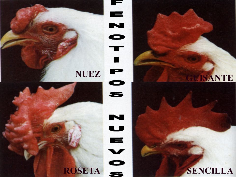 NUEZ GUISANTE FENOTIPOS NUEVOS ROSETA SENCILLA