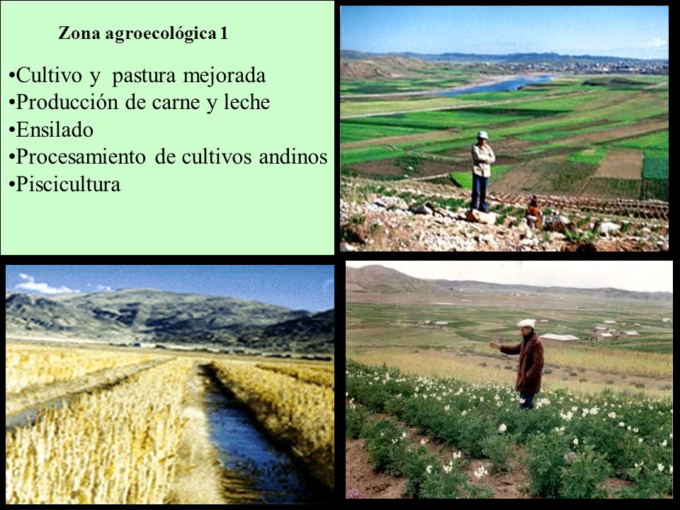 Cultivo y pastura mejorada Producción de carne y leche Ensilado