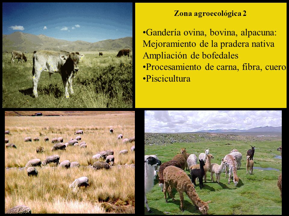 Gandería ovina, bovina, alpacuna: Mejoramiento de la pradera nativa