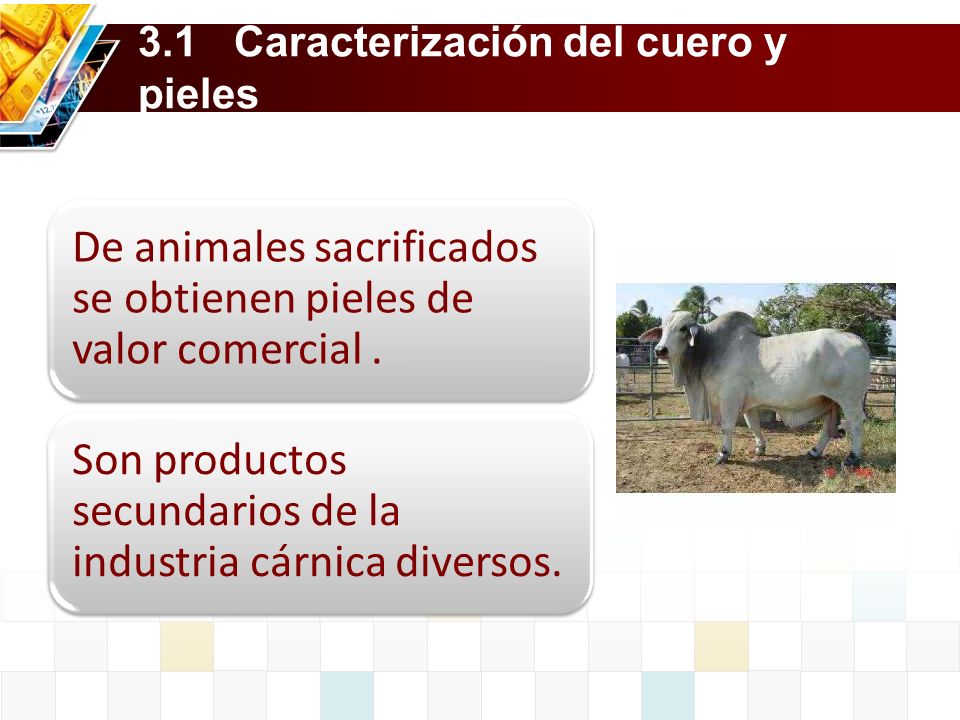 3.1 Caracterización del cuero y pieles