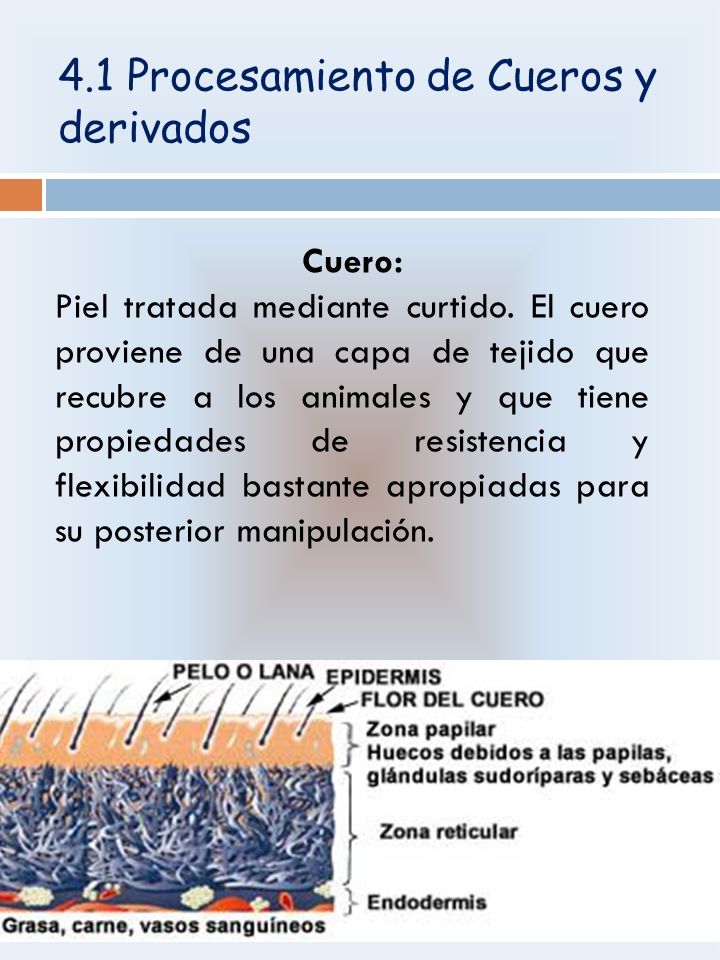 4.1 Procesamiento de Cueros y derivados