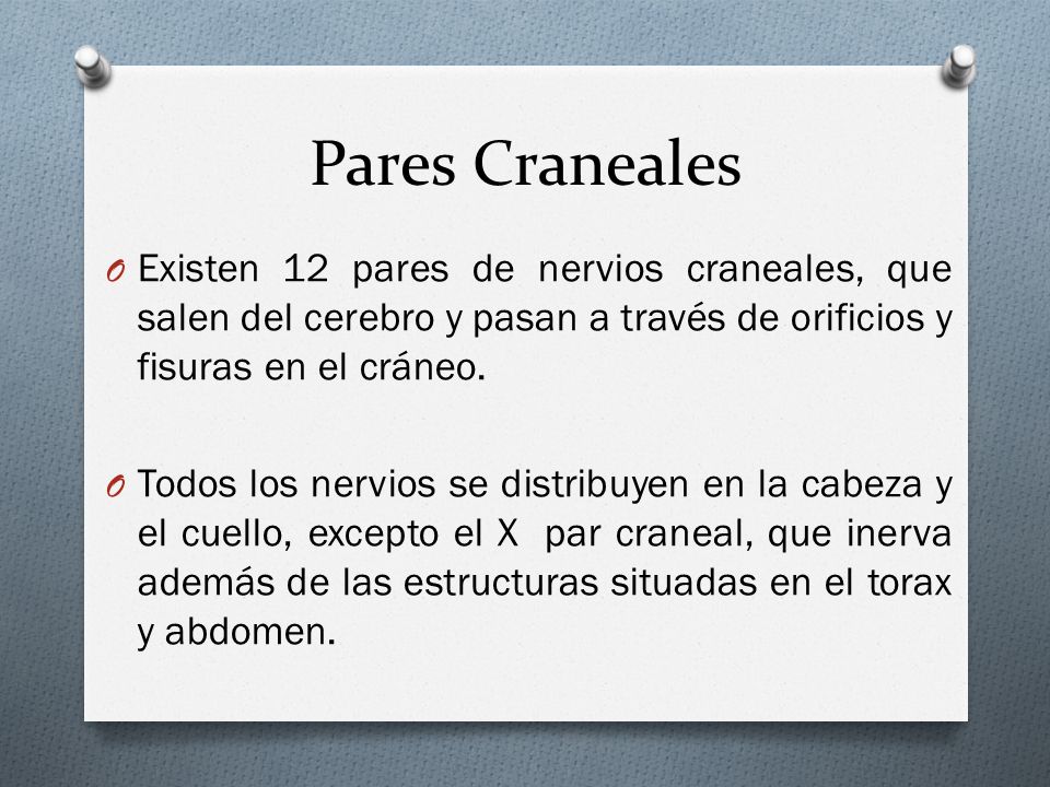 Pares Craneales Existen 12 pares de nervios craneales, que salen del cerebro y pasan a través de orificios y fisuras en el cráneo.