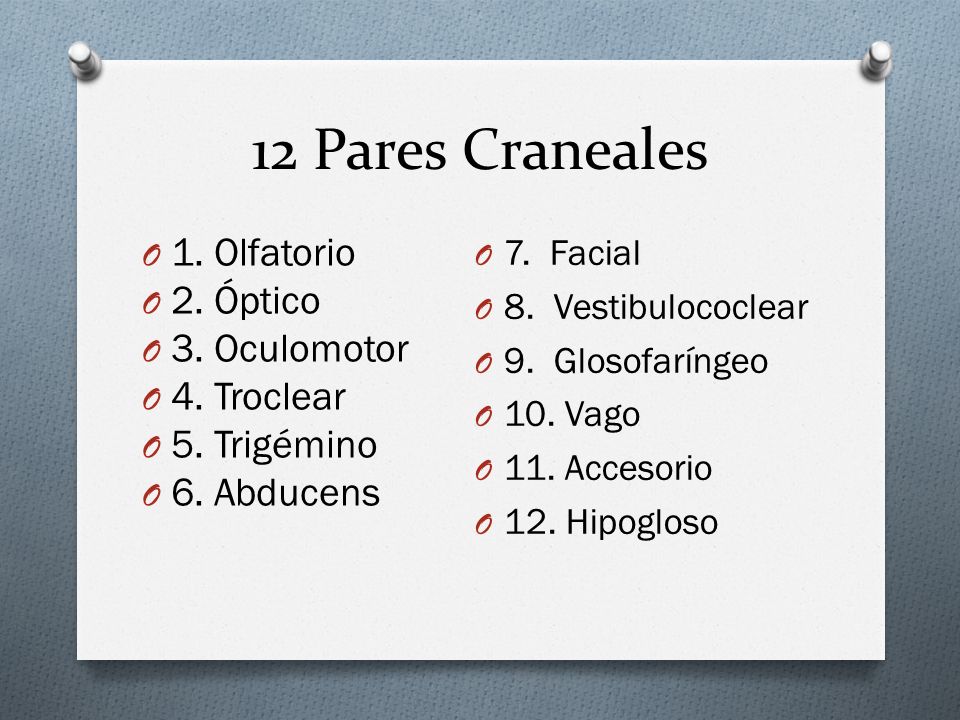 12 Pares Craneales 1. Olfatorio 2. Óptico 3. Oculomotor 4. Troclear