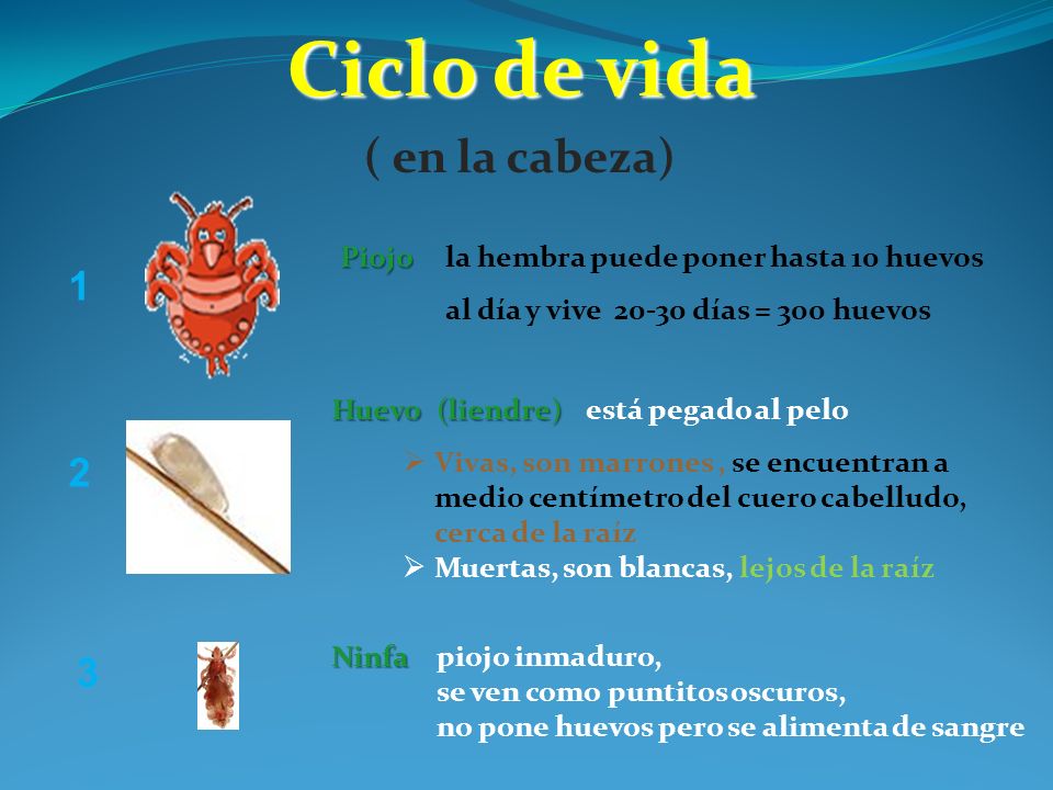 Ciclo de vida ( en la cabeza) 1 2 3