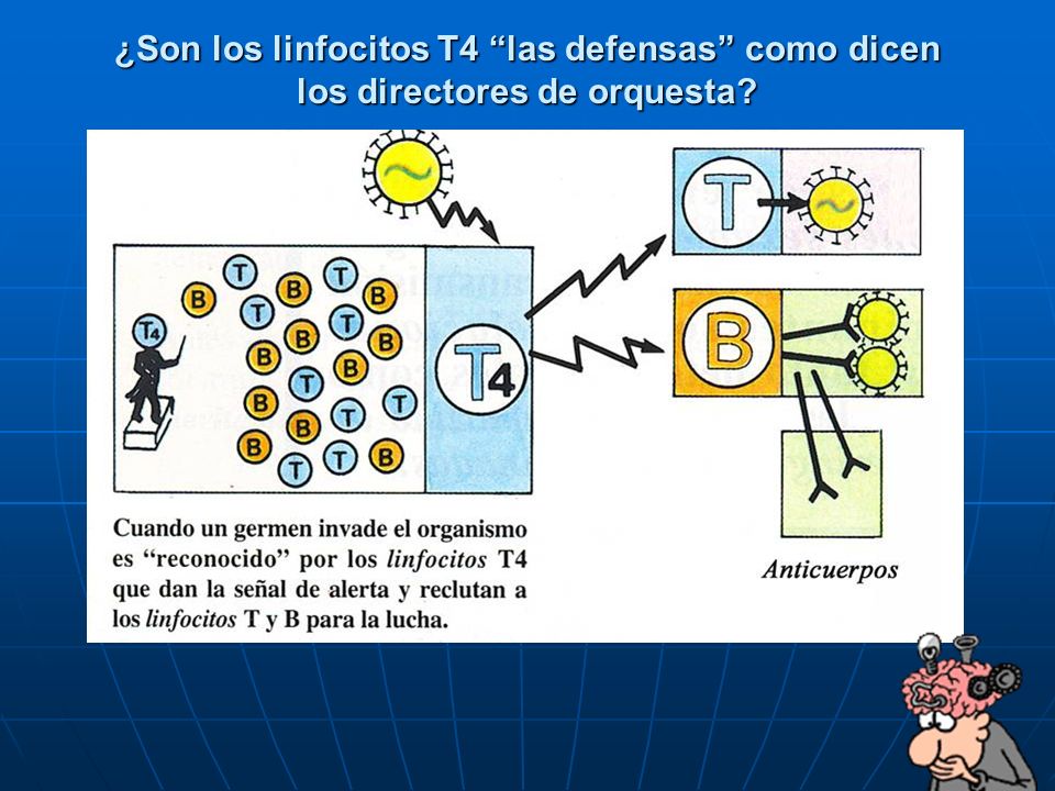 ¿Son los linfocitos T4 las defensas como dicen los directores de orquesta