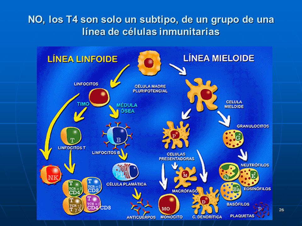 NO, los T4 son solo un subtipo, de un grupo de una línea de células inmunitarias