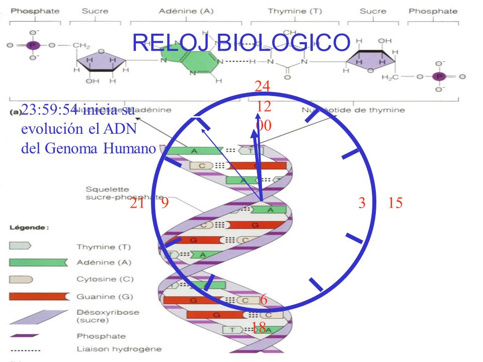 RELOJ BIOLOGICO :59:54 inicia su evolución el ADN del Genoma Humano