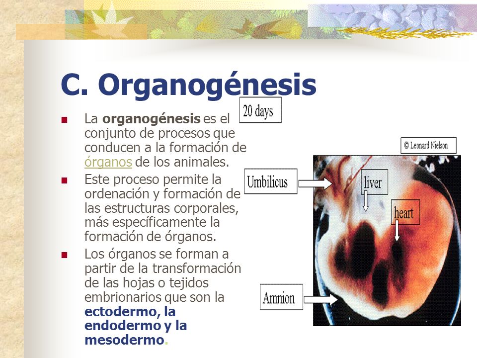 C. Organogénesis La organogénesis es el conjunto de procesos que conducen a la formación de órganos de los animales.