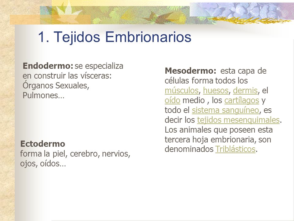 1. Tejidos Embrionarios Endodermo: se especializa en construir las vísceras: Órganos Sexuales, Pulmones…