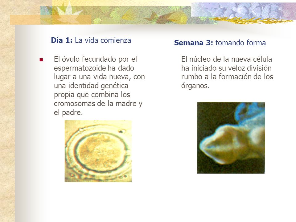 Día 1: La vida comienza Semana 3: tomando forma.