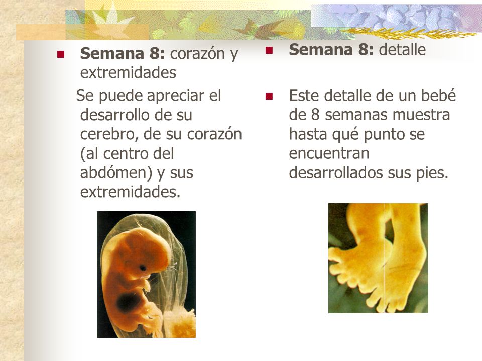 Semana 8: detalle Este detalle de un bebé de 8 semanas muestra hasta qué punto se encuentran desarrollados sus pies.