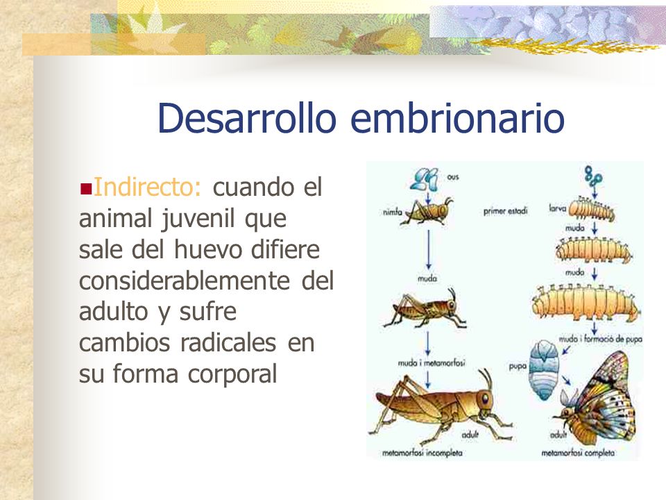 Desarrollo embrionario