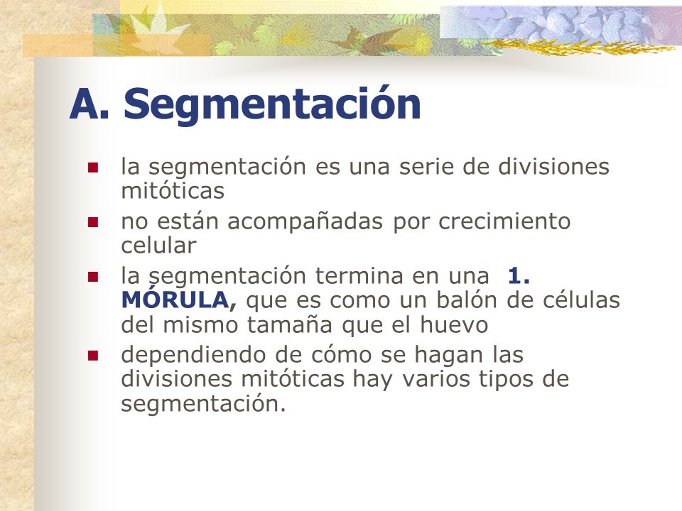 A. Segmentación la segmentación es una serie de divisiones mitóticas