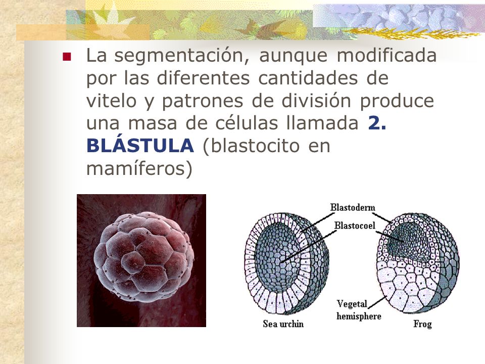 La segmentación, aunque modificada por las diferentes cantidades de vitelo y patrones de división produce una masa de células llamada 2.