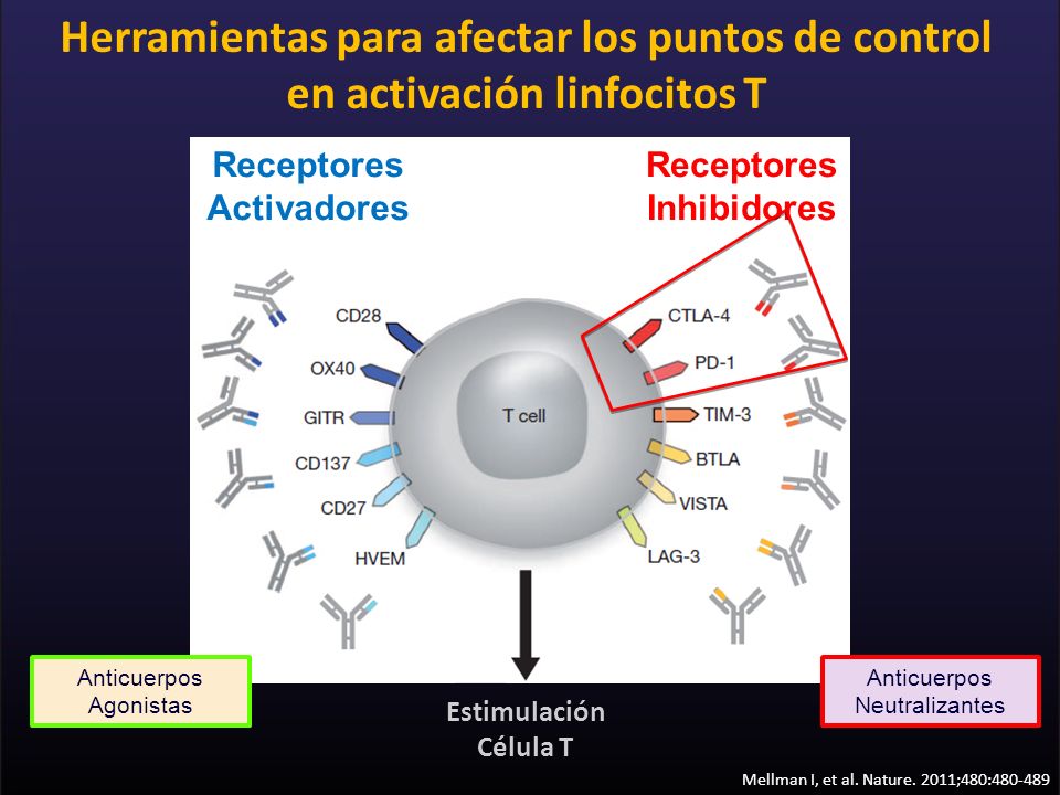 Herramientas para afectar los puntos de control en activación linfocitos T