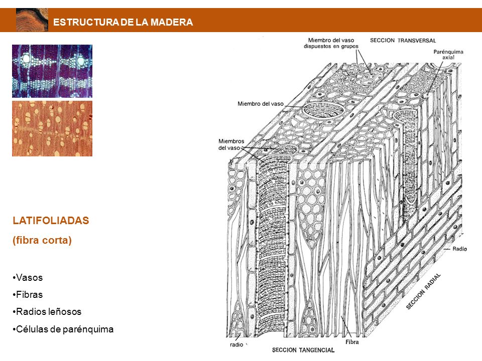 LATIFOLIADAS (fibra corta) ESTRUCTURA DE LA MADERA Vasos Fibras
