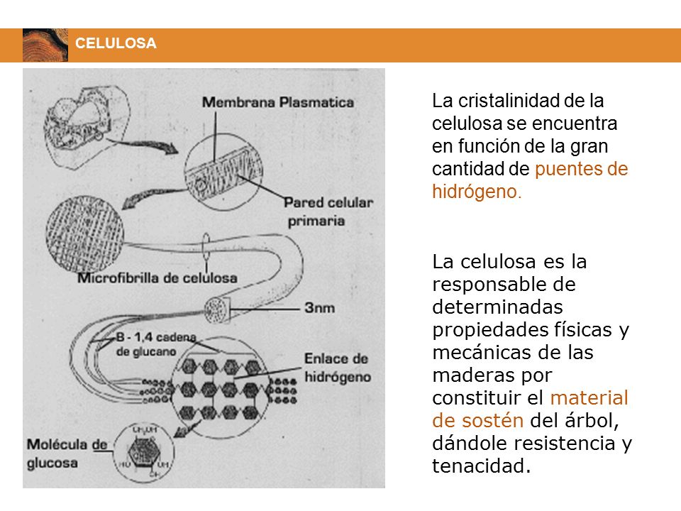 CELULOSA La cristalinidad de la celulosa se encuentra en función de la gran cantidad de puentes de hidrógeno.
