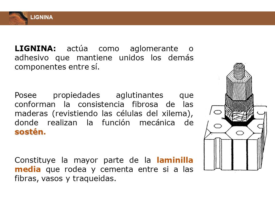 LIGNINA LIGNINA: actúa como aglomerante o adhesivo que mantiene unidos los demás componentes entre sí.