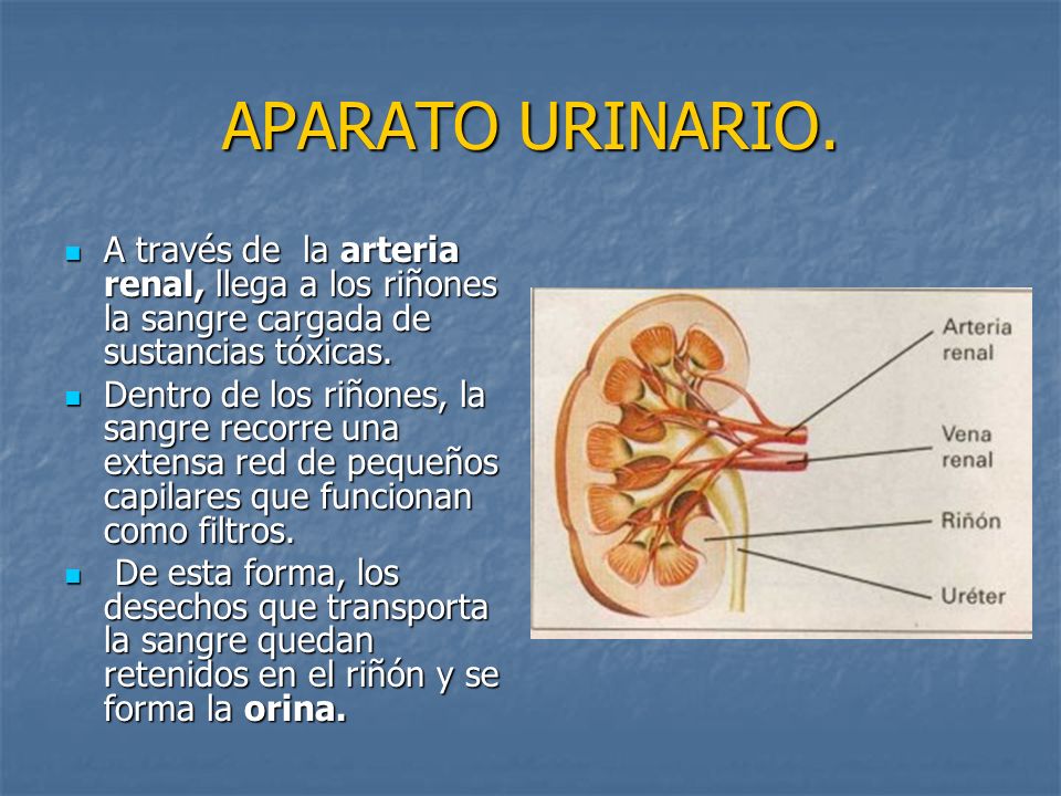 APARATO URINARIO. A través de la arteria renal, llega a los riñones la sangre cargada de sustancias tóxicas.