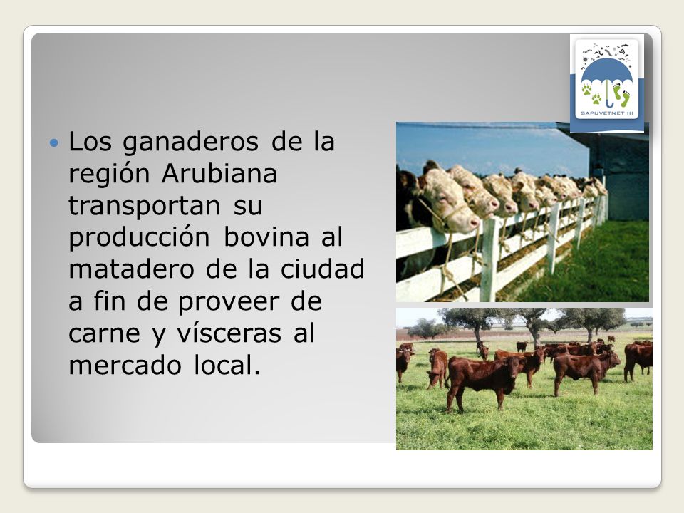 Los ganaderos de la región Arubiana transportan su producción bovina al matadero de la ciudad a fin de proveer de carne y vísceras al mercado local.