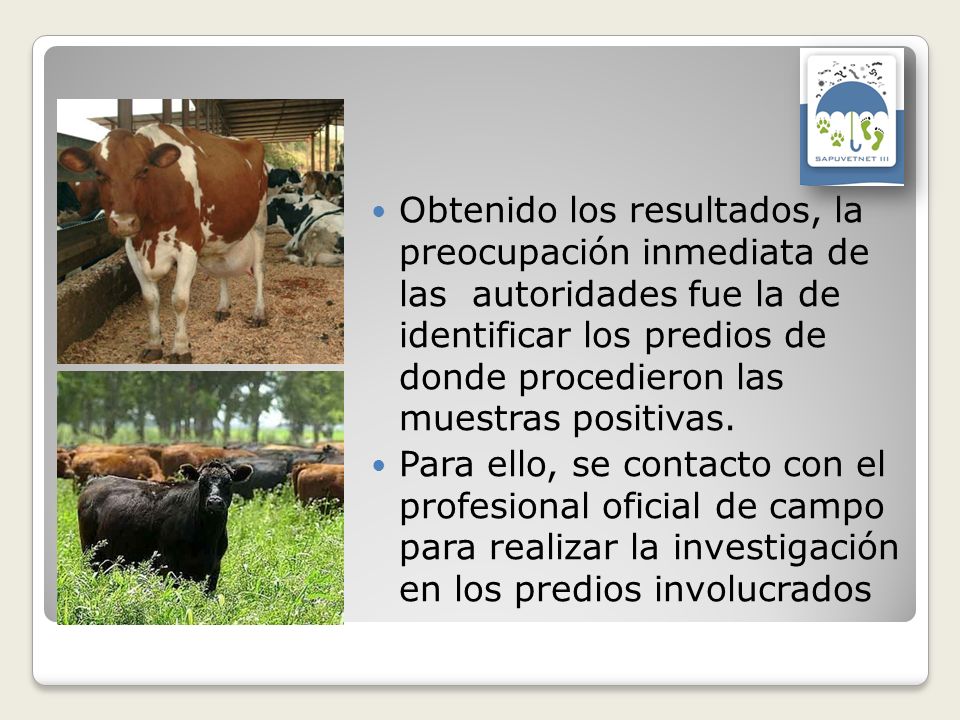 Obtenido los resultados, la preocupación inmediata de las autoridades fue la de identificar los predios de donde procedieron las muestras positivas.