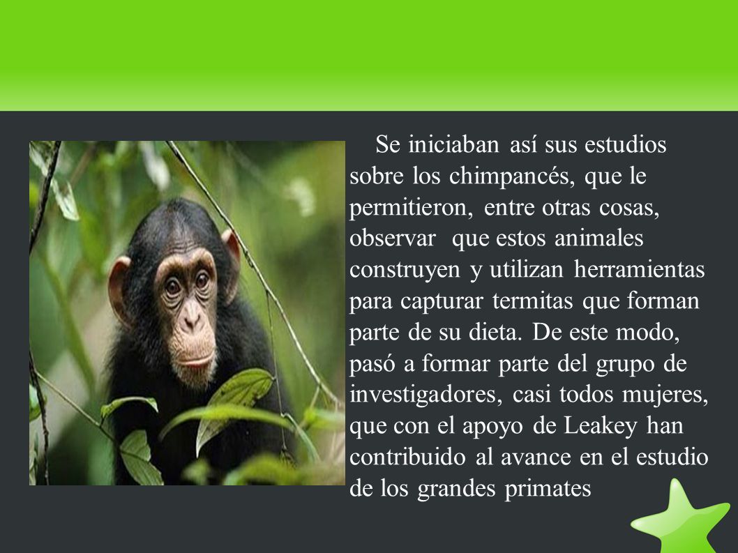 Se iniciaban así sus estudios sobre los chimpancés, que le permitieron, entre otras cosas, observar que estos animales construyen y utilizan herramientas para capturar termitas que forman parte de su dieta.