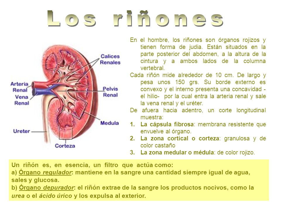 Los riñones Un riñón es, en esencia, un filtro que actúa como: