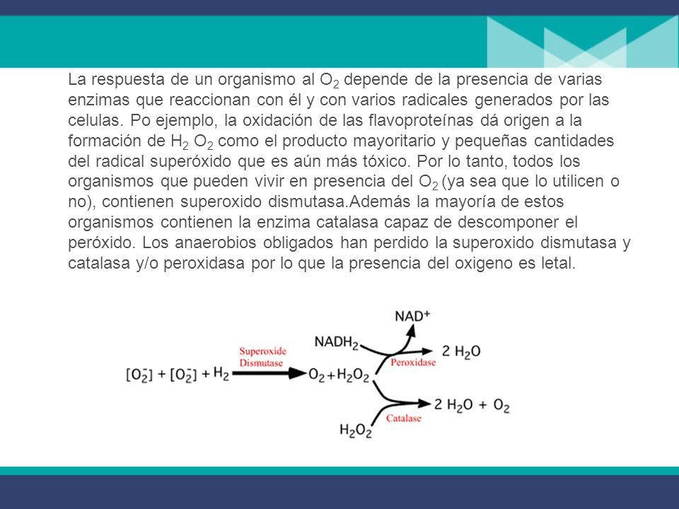 La respuesta de un organismo al O2 depende de la presencia de varias enzimas que reaccionan con él y con varios radicales generados por las celulas.