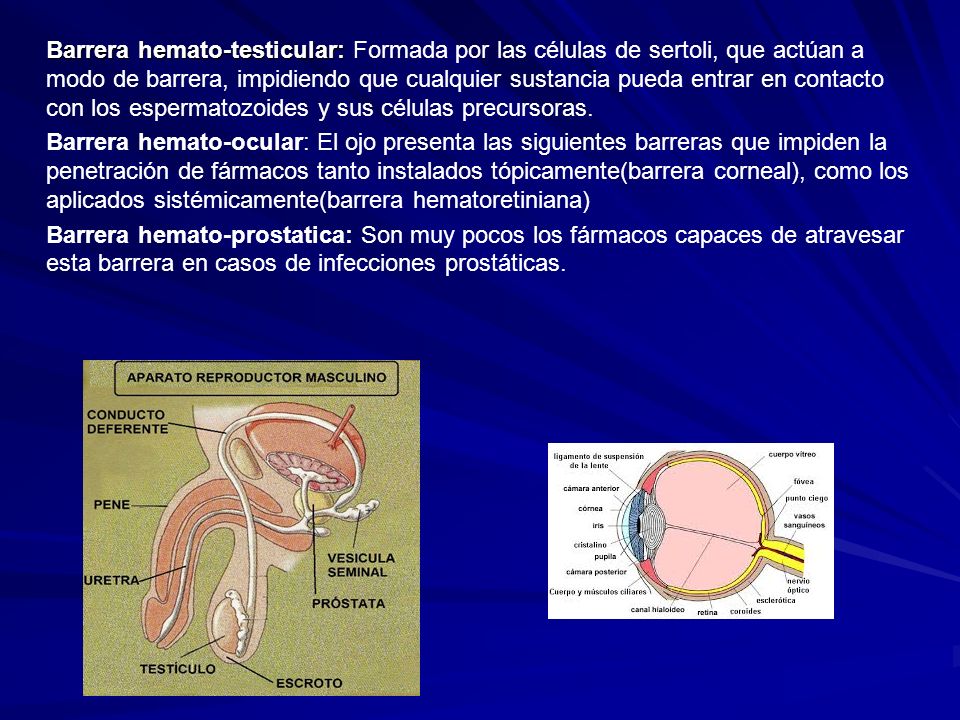 Barrera hemato-testicular: Formada por las células de sertoli, que actúan a modo de barrera, impidiendo que cualquier sustancia pueda entrar en contacto con los espermatozoides y sus células precursoras.