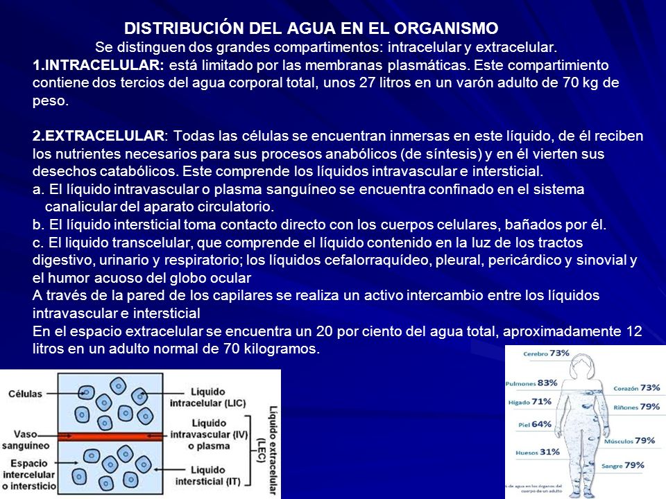 DISTRIBUCIÓN DEL AGUA EN EL ORGANISMO Se distinguen dos grandes compartimentos: intracelular y extracelular.